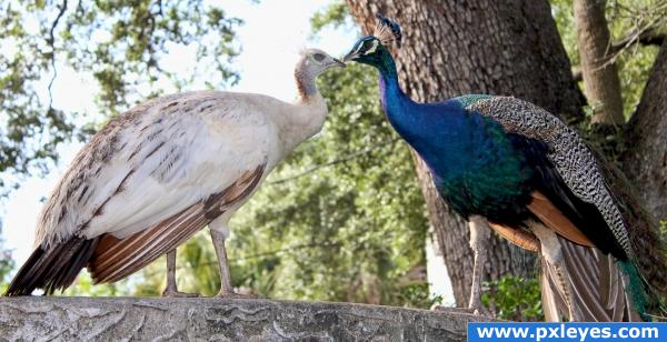 Peacock Pair